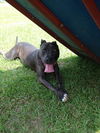 Bruce