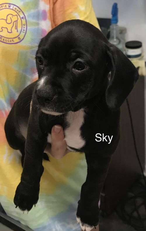 Sky