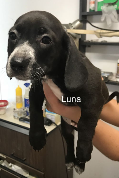 Luna