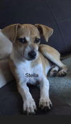 Stella