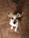 Stella