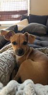 Peanut
