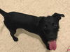 Jitterbug