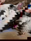 Bitsy