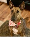 adoptable Dog in mobile, AL named Paisley