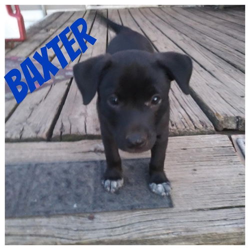 Baxter