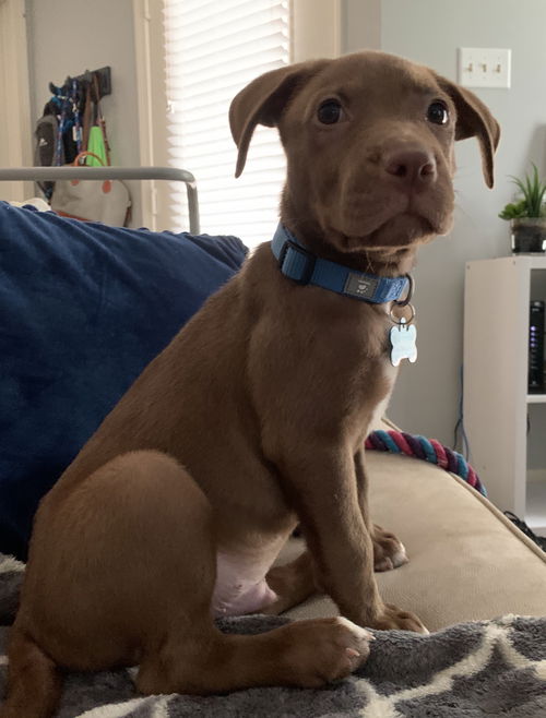 Bruno
