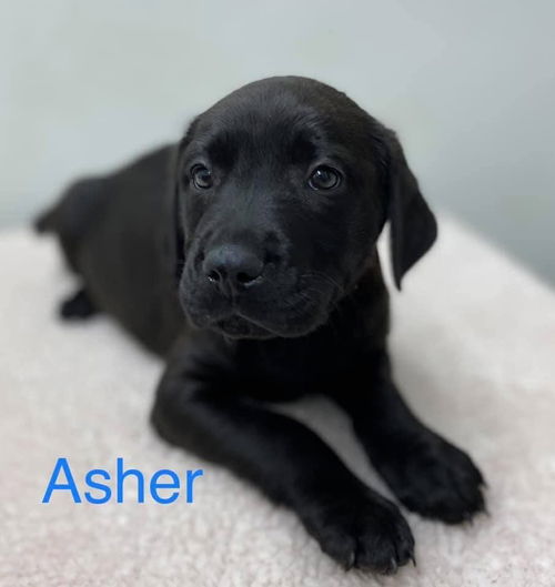 Asher