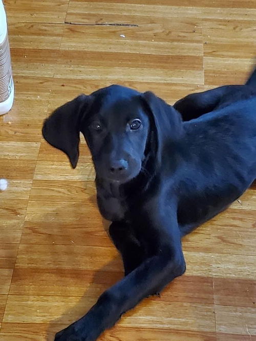 Stella