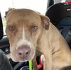 Brutus