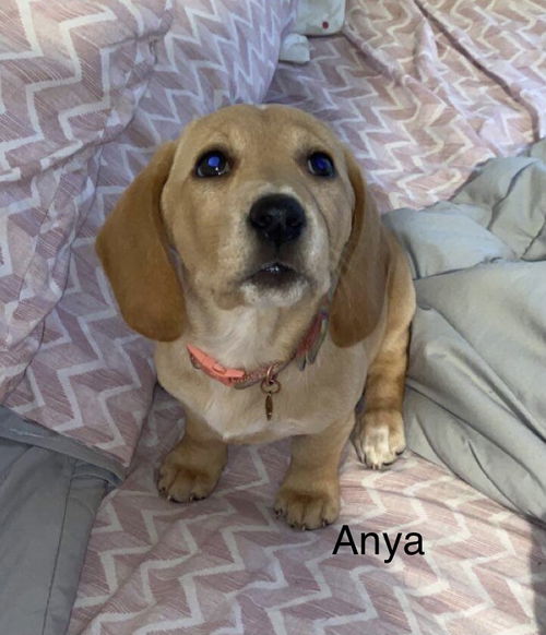 Anya