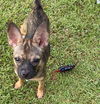Scout