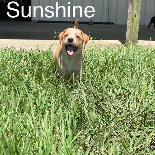 Sunshine