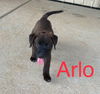 Arlo