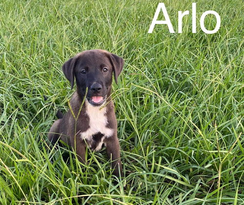 Arlo