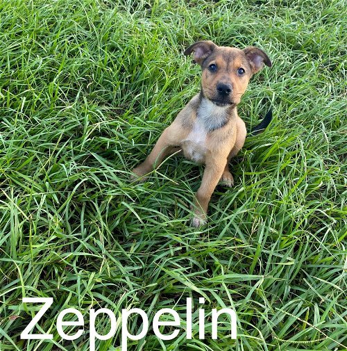 Zepplin