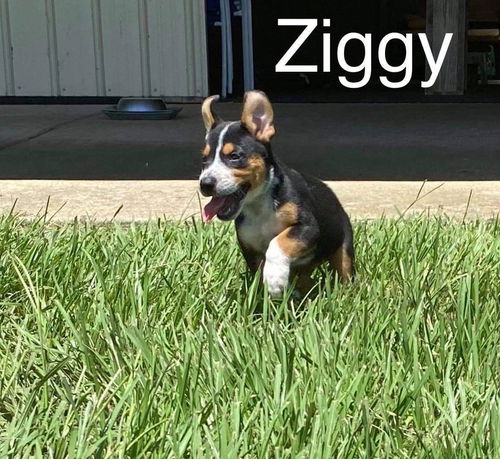 Ziggy