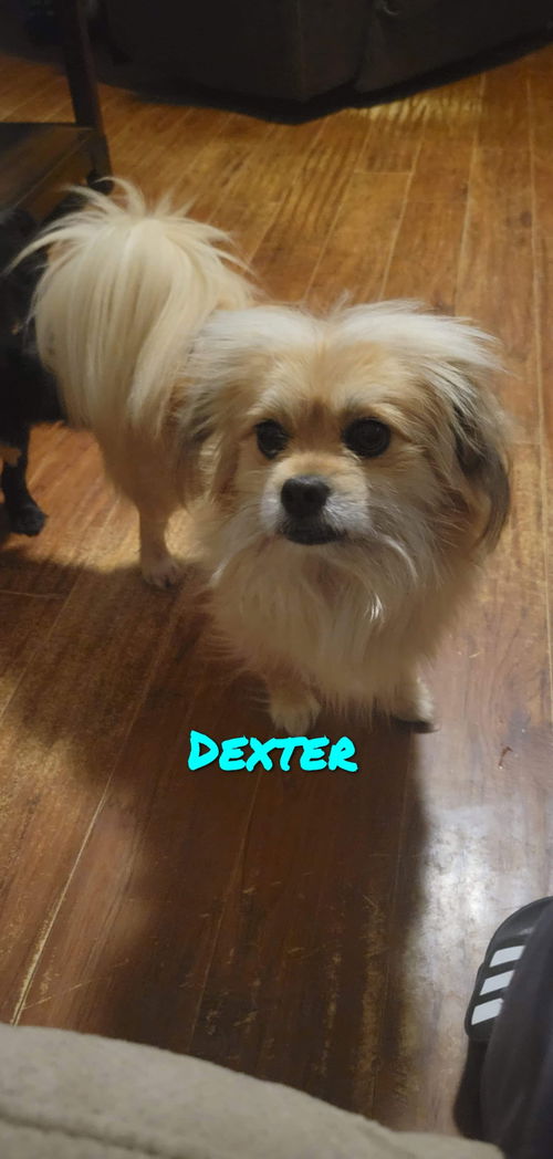 Dexter