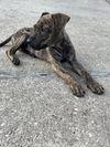 Fergus