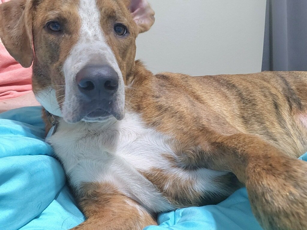 adoptable Dog in Mobile, AL named Woody