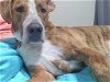 adoptable Dog in mobile, AL named Woody