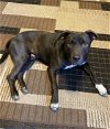 adoptable Dog in  named Will