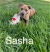 adoptable Dog in  named Sasha