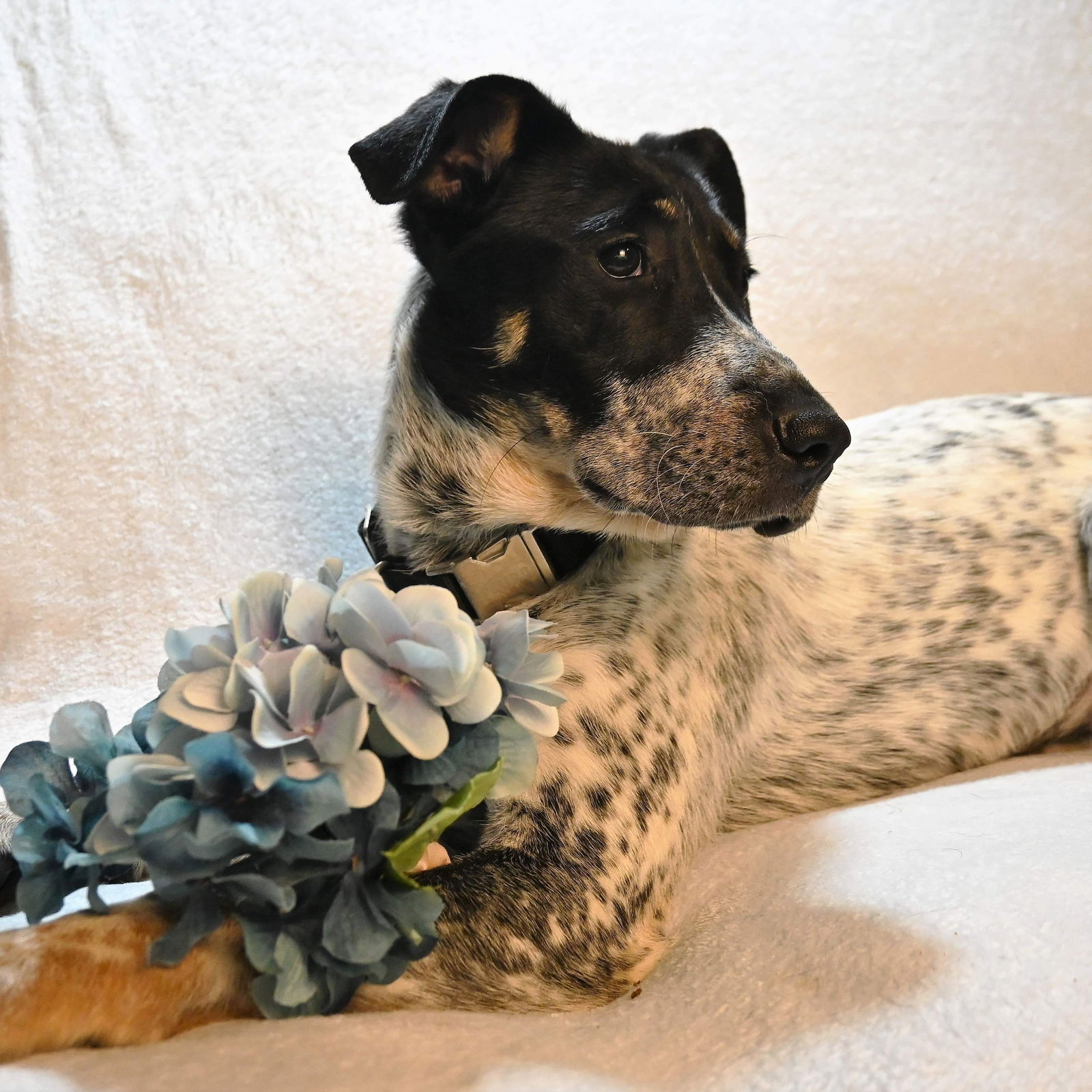 dog-for-adoption-oreo-a-australian-cattle-dog-blue-heeler-in-bay