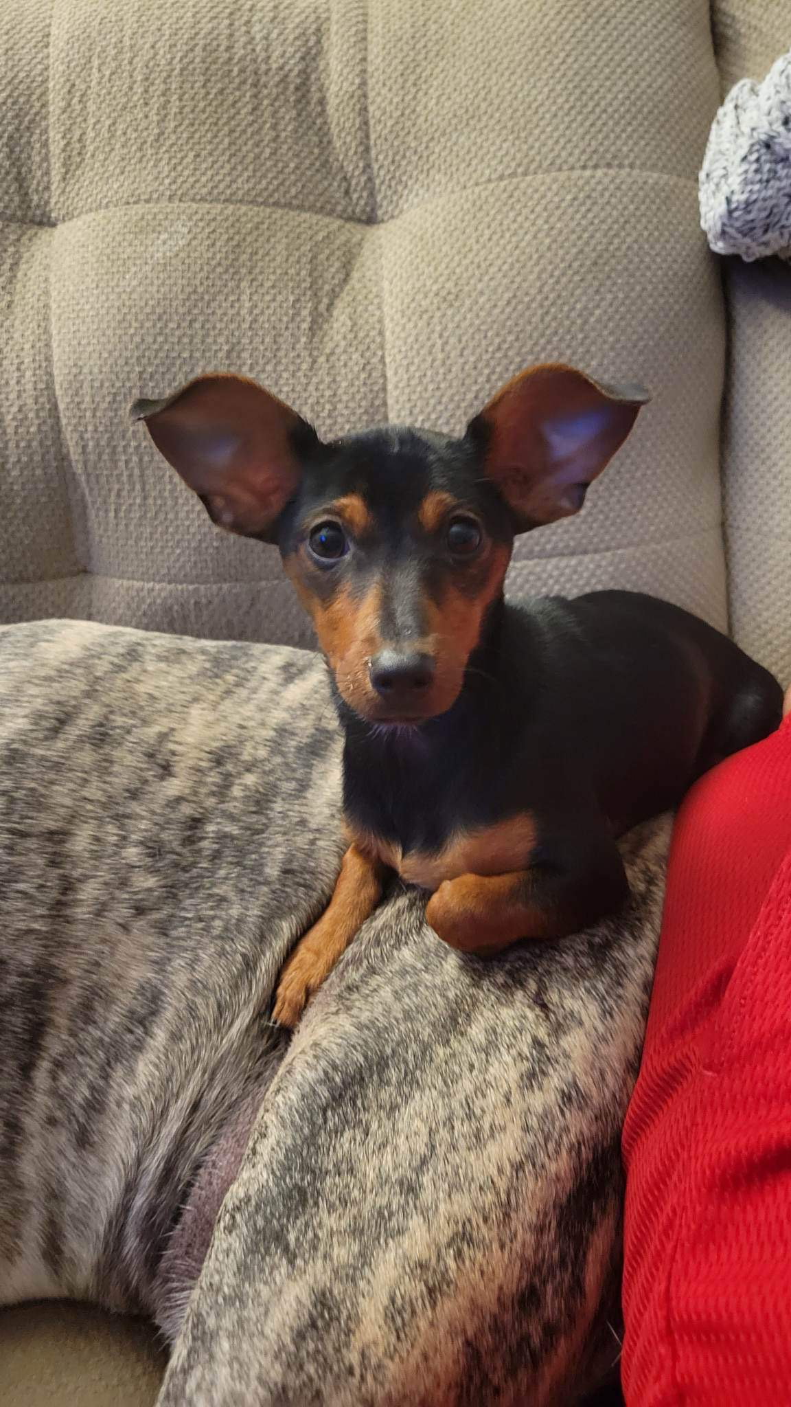 Dachshund Doberman Mix: The Adorable Doxie Dobie, image size:1152x2048