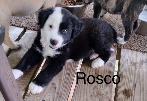 Rosco