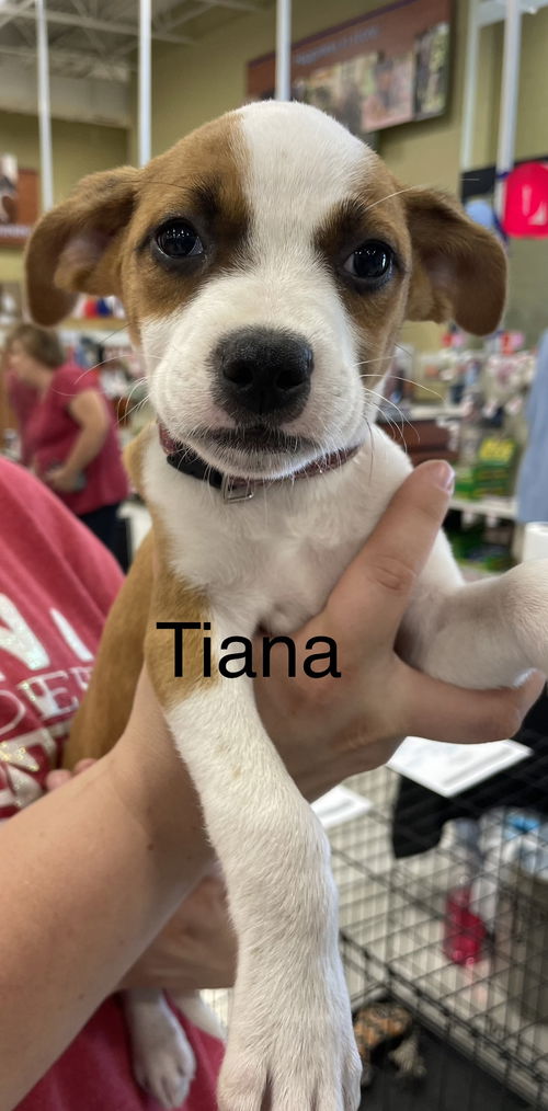 Tiana