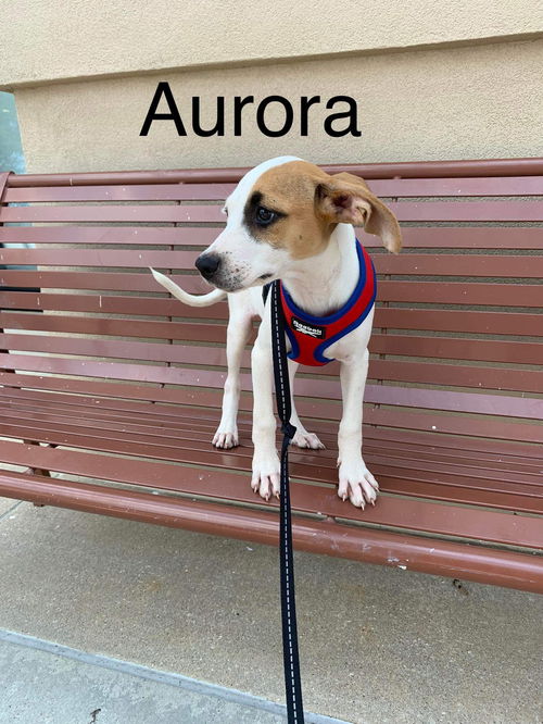 Aurora