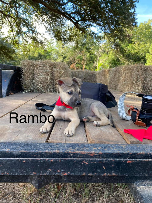 Rambo