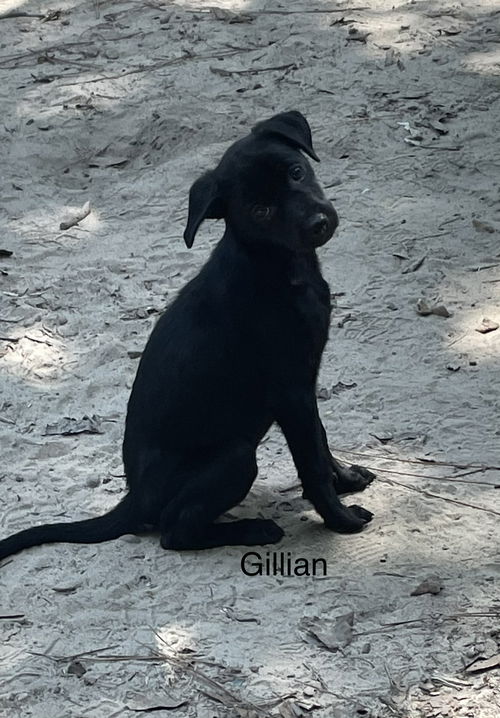 Gillian