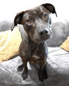 adoptable Dog in , AL named Mamba