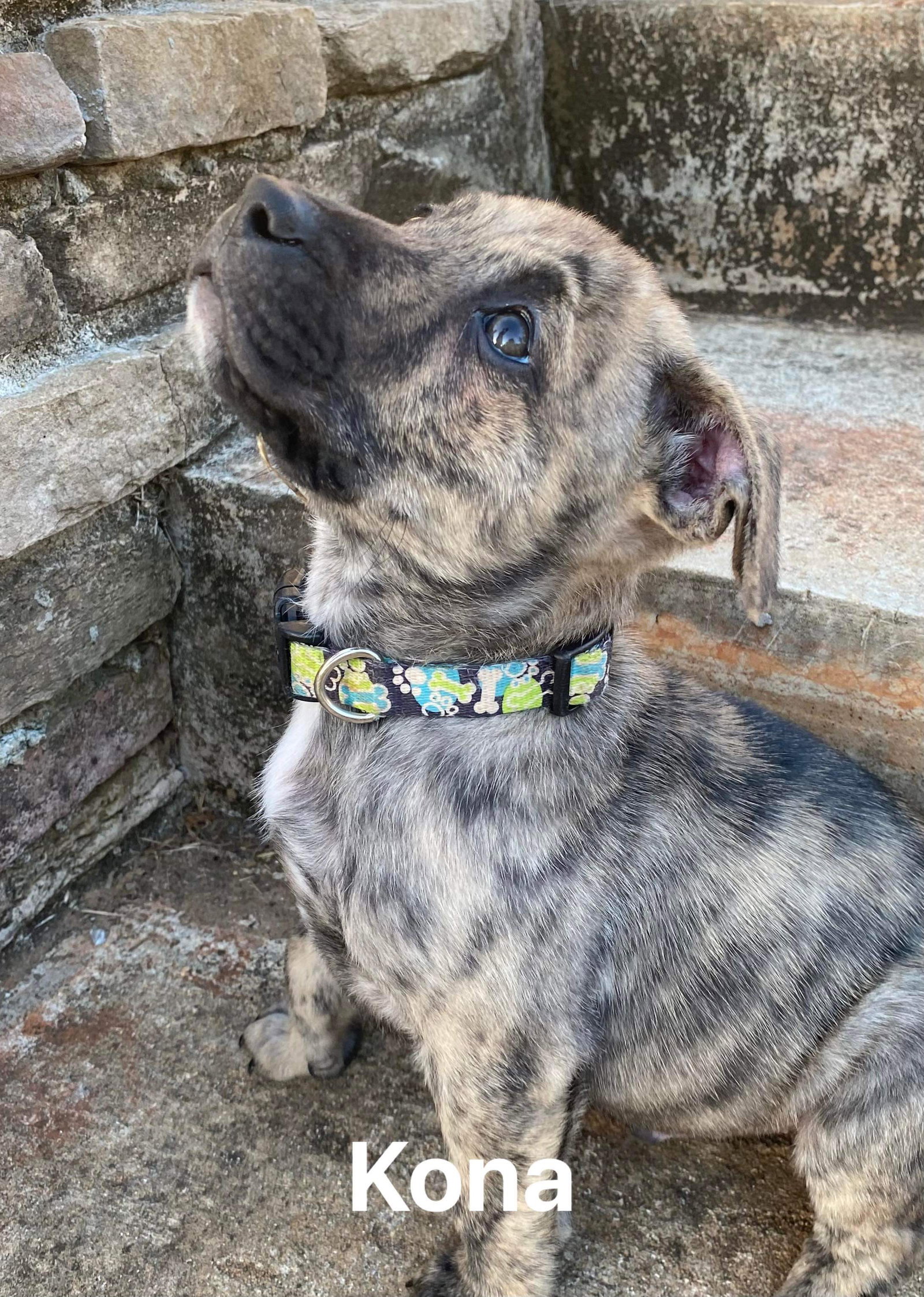 Dog adoption in Mobile, AL 36685 Plott Hound / Mixed Dog "Kona"