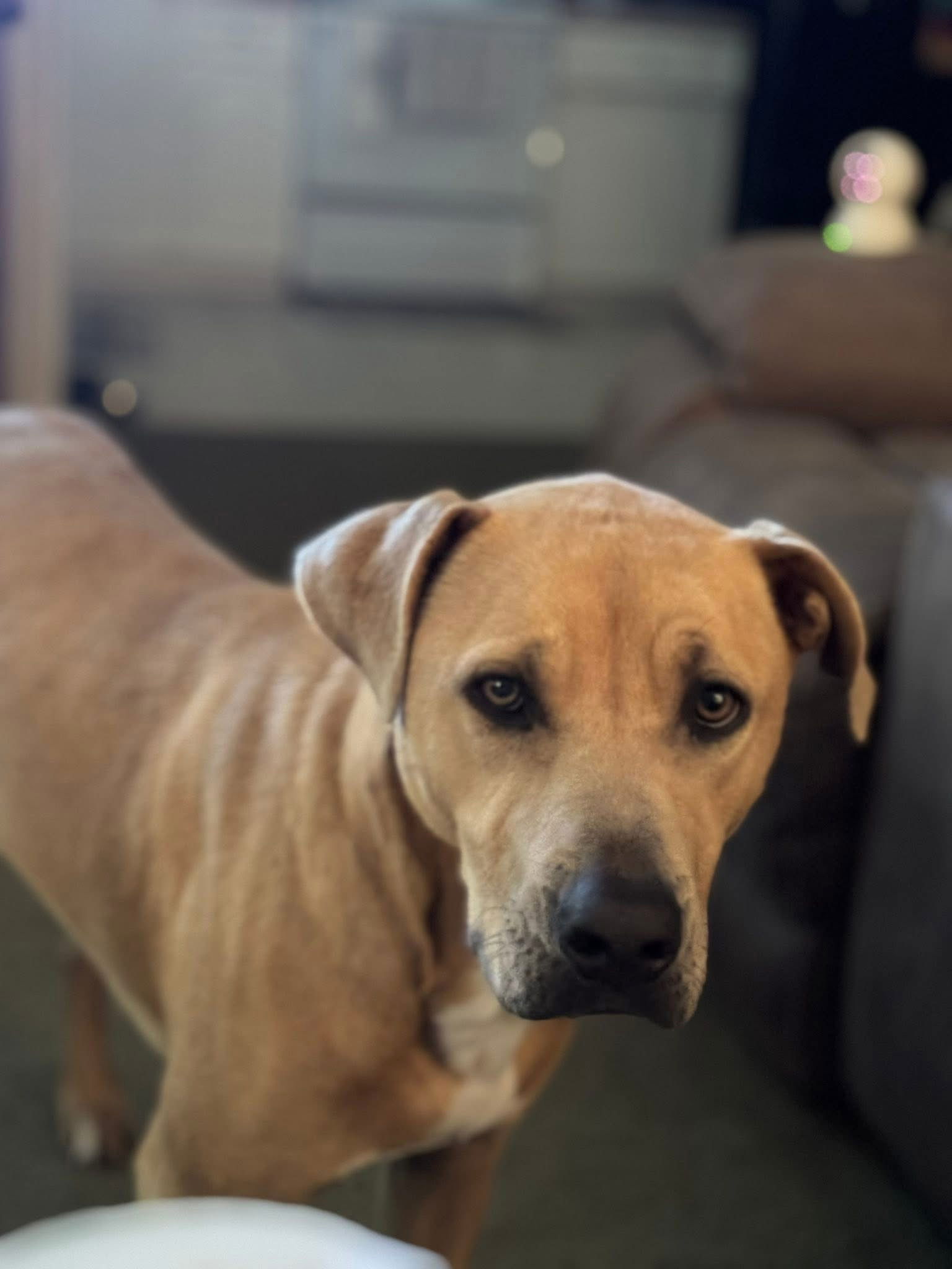 adoptable Dog in Mobile, AL named Lil Bit