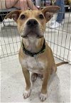 adoptable Dog in  named Tater