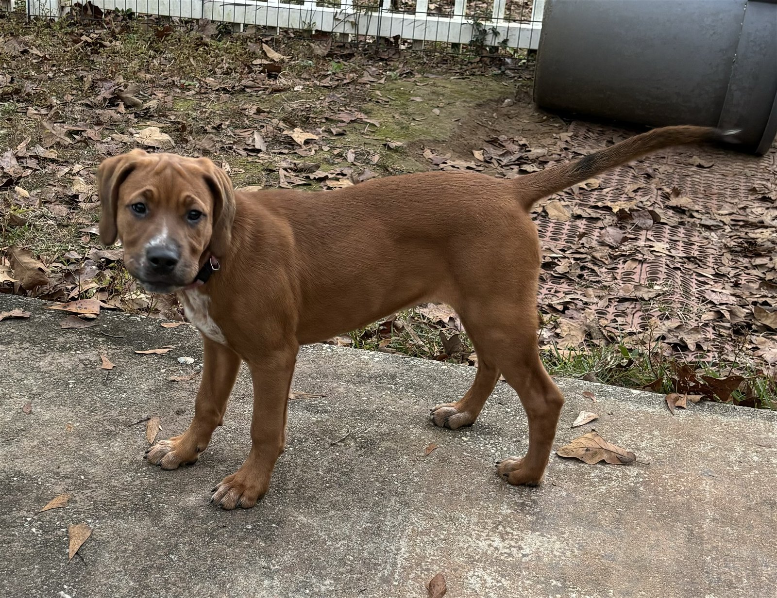 Dog for Adoption - Minibelle, a Hound in D Iberville, MS | Alpha Paw