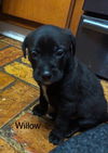 Willow 2