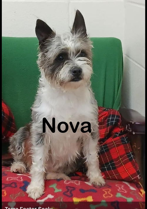 Nova