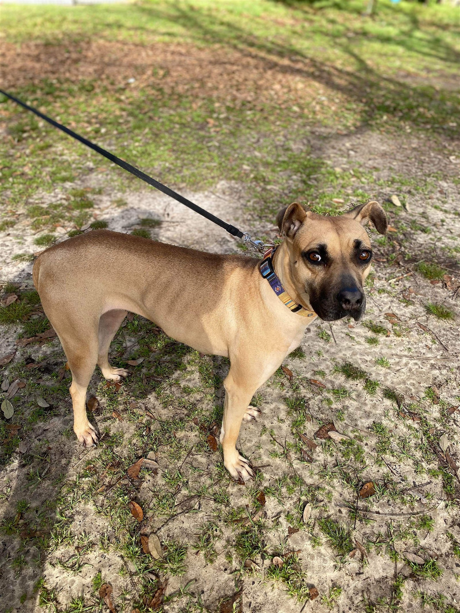 adoptable Dog in Mobile, AL named Delta