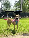 adoptable Dog in  named Delta