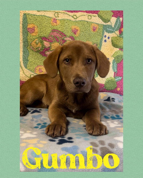 Gumbo