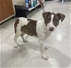 adoptable Dog in mobile, AL named Lo Mein