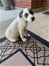 adoptable Dog in mobile, AL named Diamond