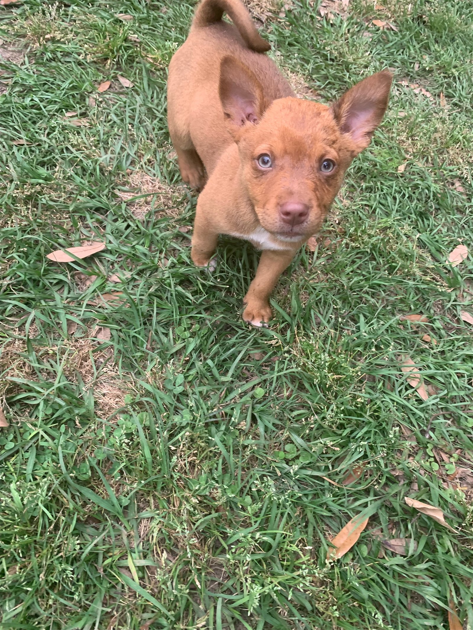 adoptable Dog in Mobile, AL named Yogi