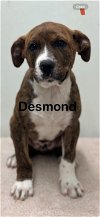 adoptable Dog in mobile, AL named Desmond