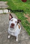 adoptable Dog in mobile, AL named Thomas