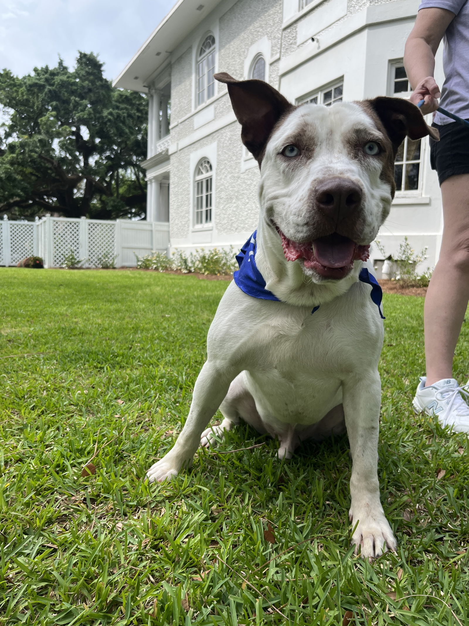 adoptable Dog in Mobile, AL named Thomas